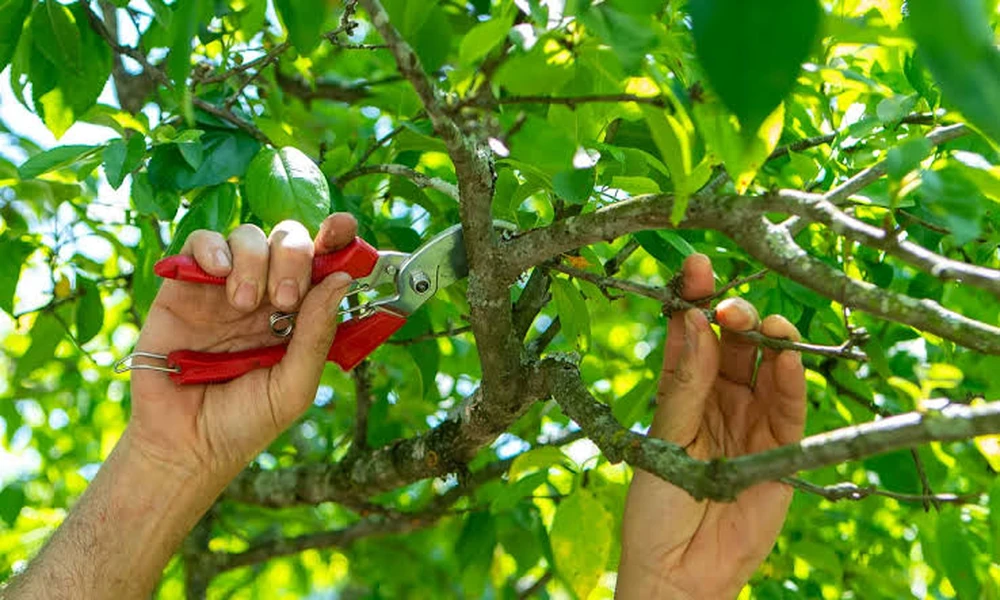 How to Choose a Tree Pruning Contractor in Singapore